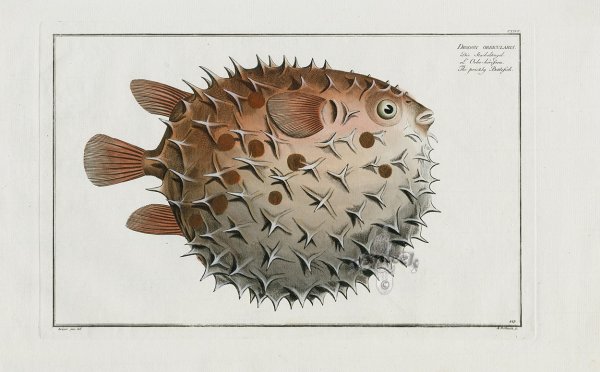 Рыба еж раскраска для детей