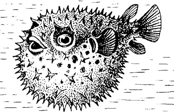 Рыба фугу строение тела