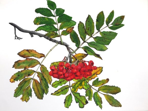 Рябина рисунок