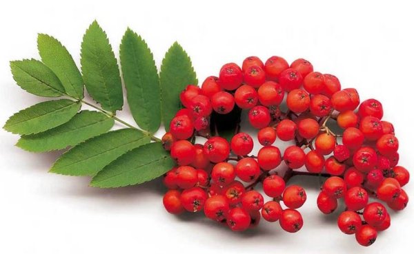 Кисть рябины