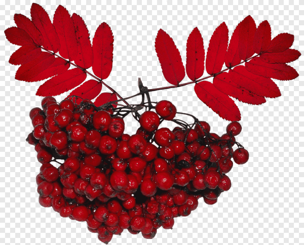 Рябина на прозрачном фоне