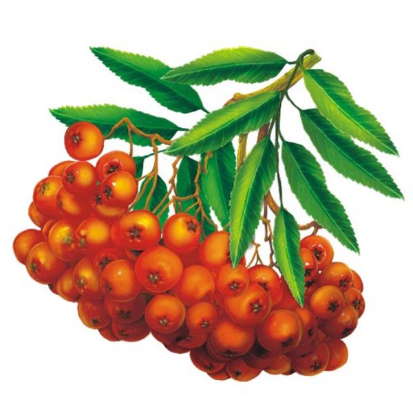 Гроздь рябины