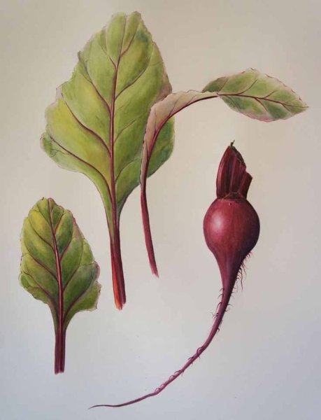 Свекольные листья