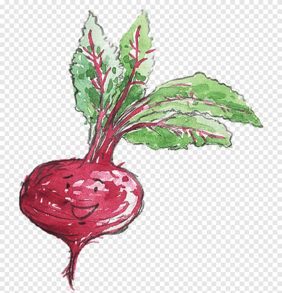 Свекла редька редиска