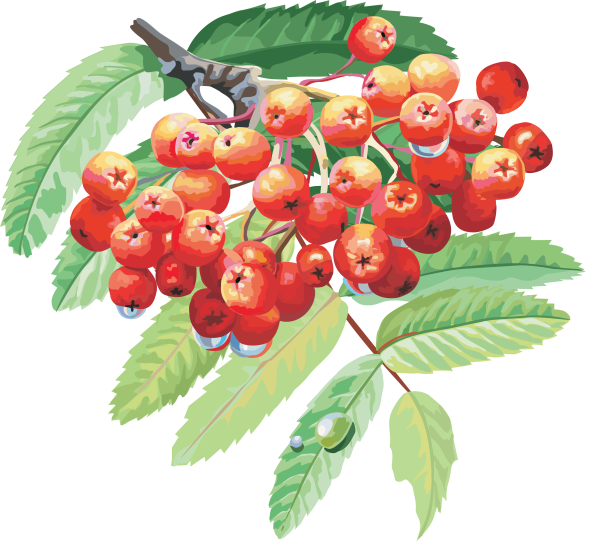 Группа Рябинушка