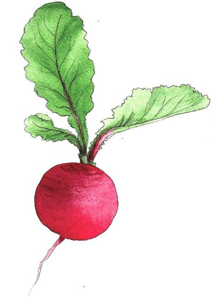Свекла иллюстрации ботаника