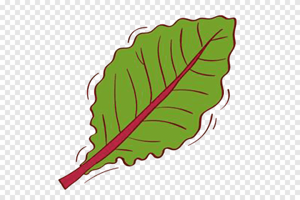 Листья свеклы