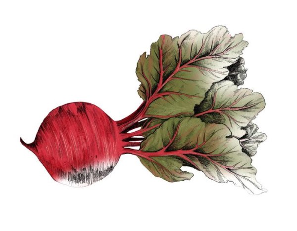 Сахарная свекла раскраска