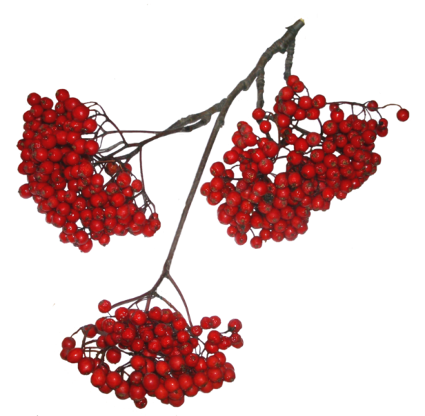 Рябина в снегу