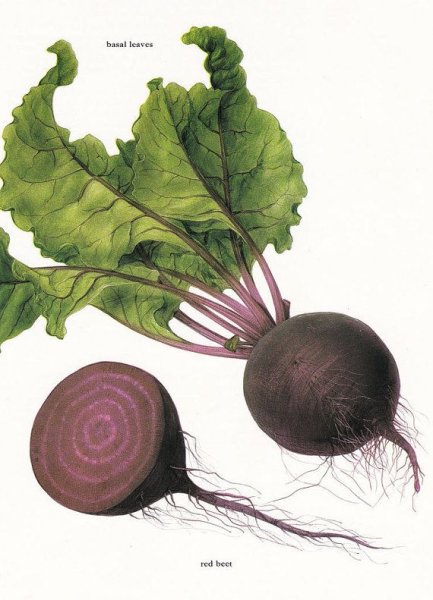 Свекла трафарет для детей