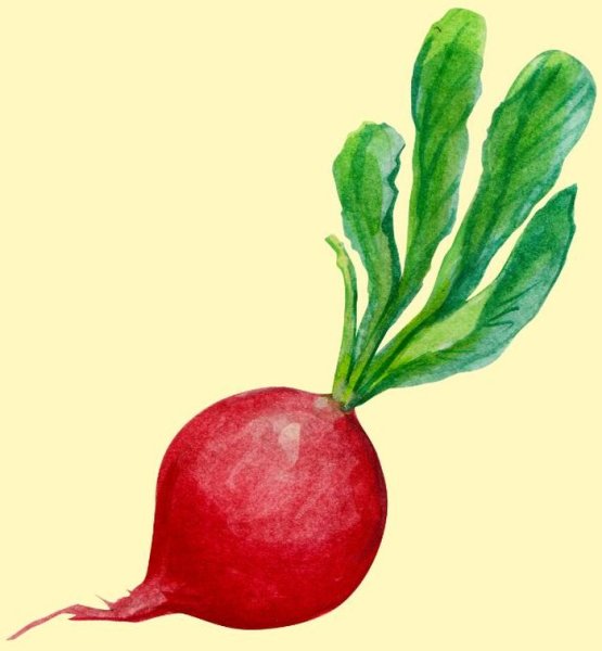 Шаблон листьев свёклы