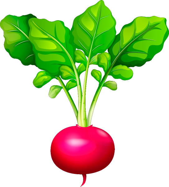 Раскраска овощи морковь