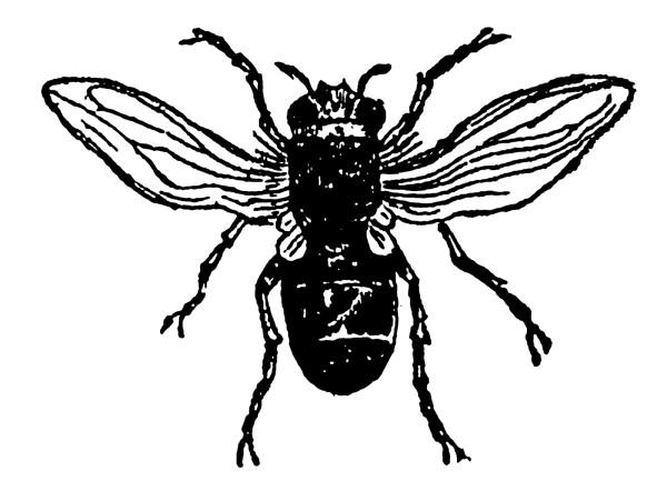 Муха и пчела басня Михалков