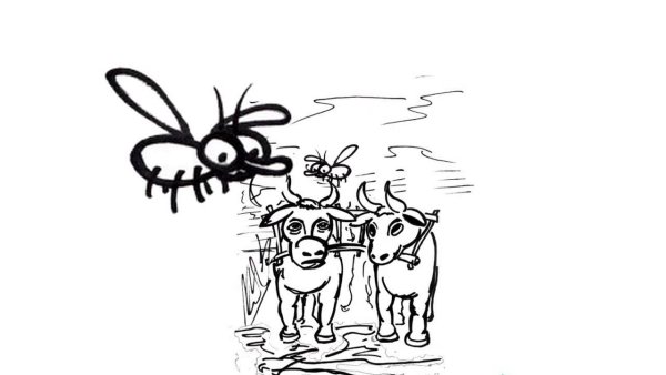 Муха для срисовки карандашом