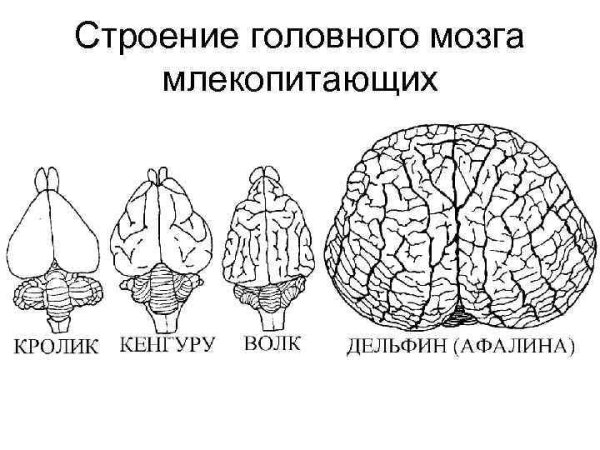 Кора головного мозга млекопитающих