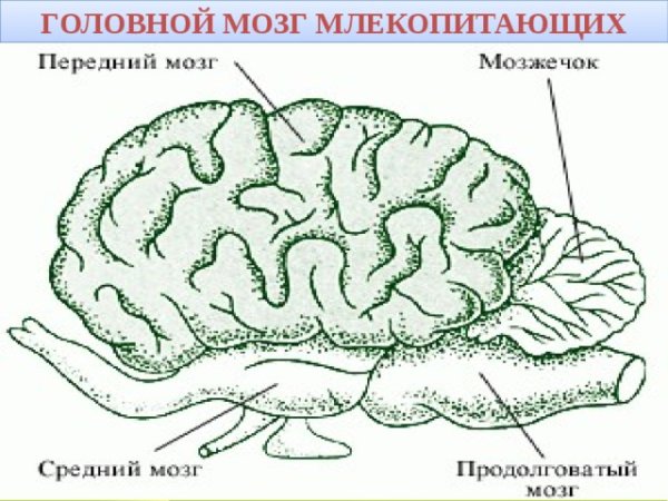 Схема головного мозга млекопитающих
