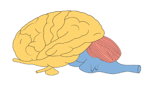 Строение мозга млекопитающих