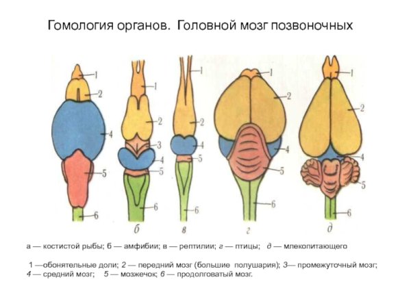 Строение головного мозга млекопитающих рисунок