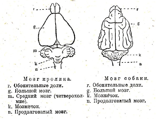 Строение мозга млекопитающих