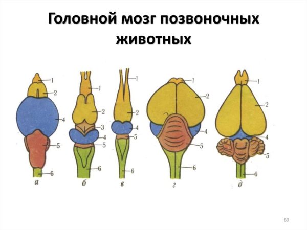Строение головного мозга собаки