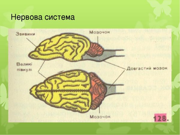 Строение головного мозга хордовых