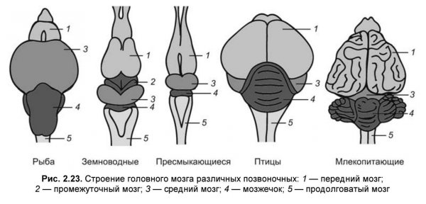 Строение головного мозга хордовых