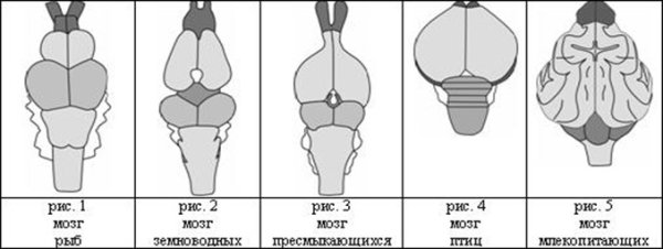 Строение нервной системы млекопитающих