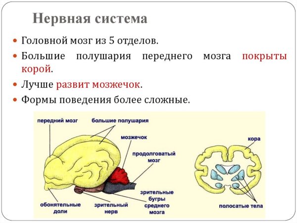 Строение отделов головного мозга млекопитающих
