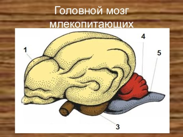 Строение головного мозга КРС