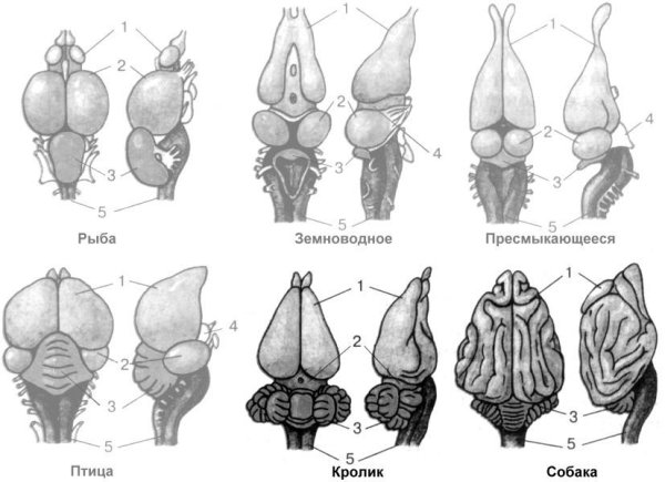 Головной мозг млекопитающих без подписей