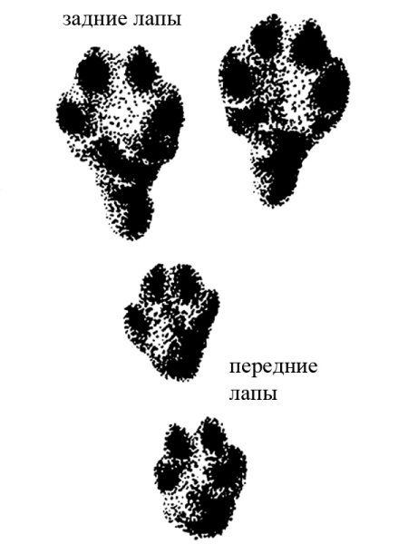 Отпечатки следов зайца