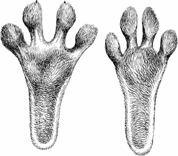 Следы заячьих лап