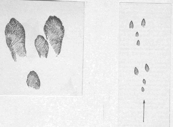 Следы зайца