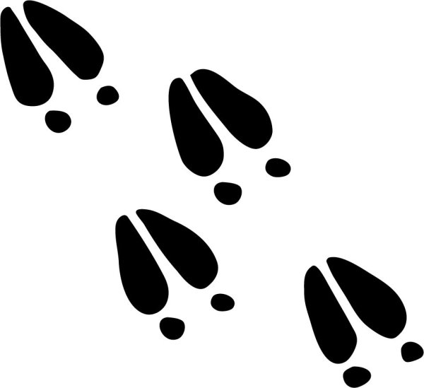 Следы коровы