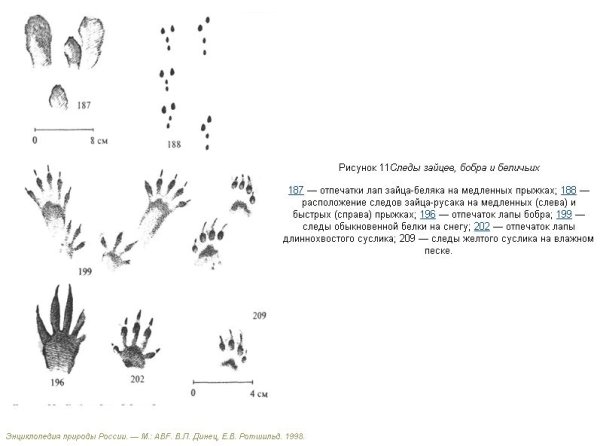 Следы зайца русака