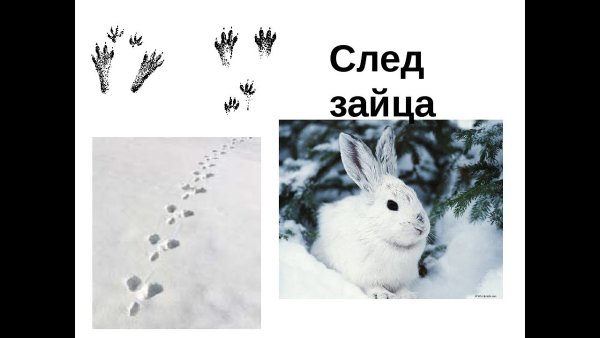 Следы зайца на снегу для детей