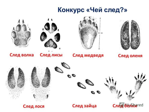 Следы волка зайца медведя лисы