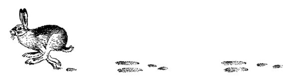 Следы зайца беляка и русака