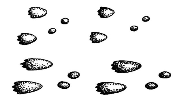 Следы зайца русака