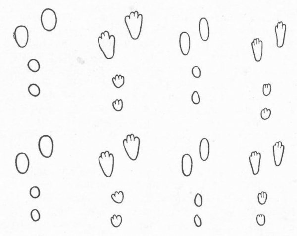 Кроличьи следы