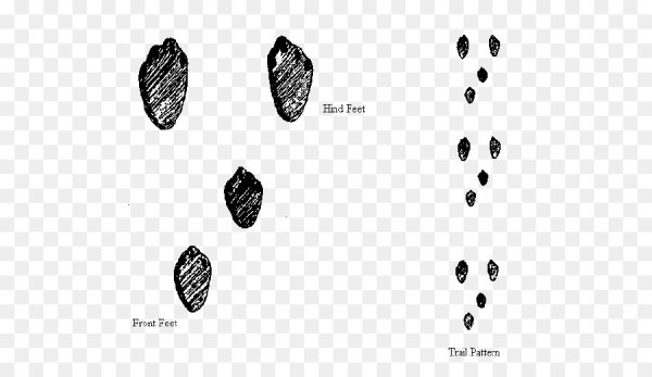 Следы заячьих лап