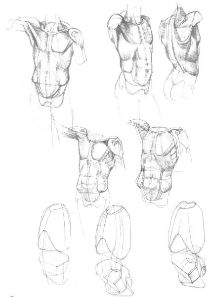 Академический рисунок Строгановка