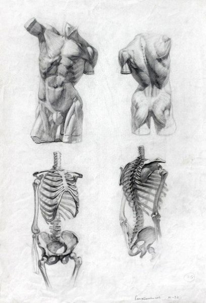 Мюнхенский торс Академический рисунок