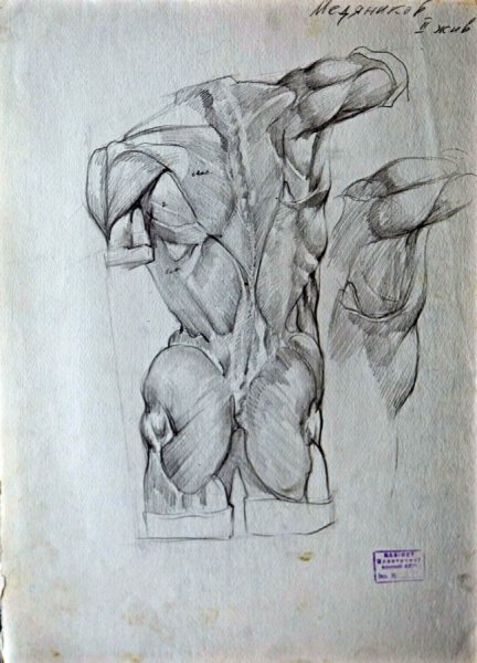 Экорше Гудона торс