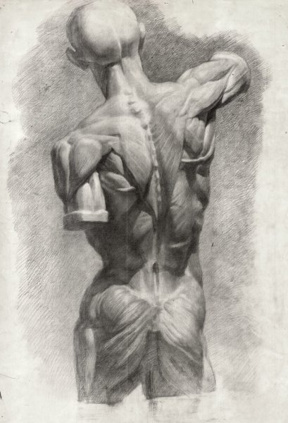 Экорше Гудона сбоку торс