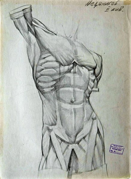 Торс зарисовки