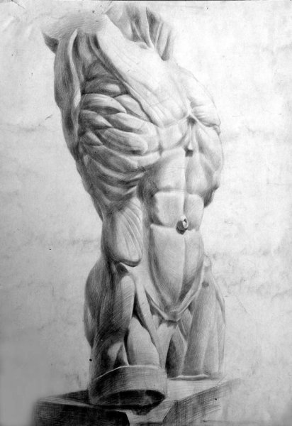 Торс Экорше пластическая анатомия