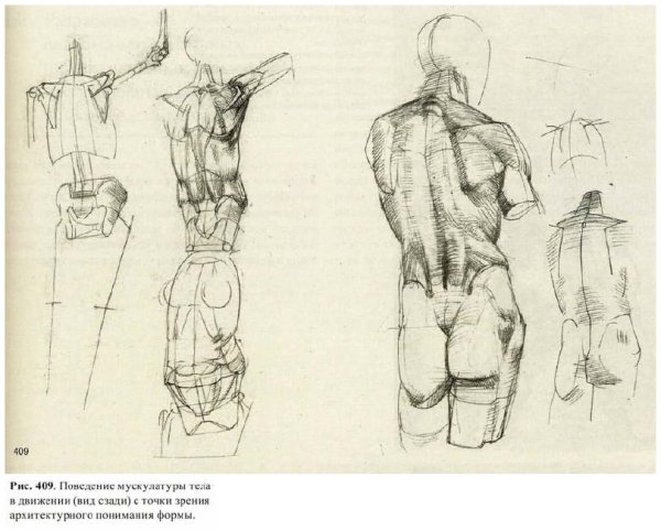 Торс анатомия Баммес