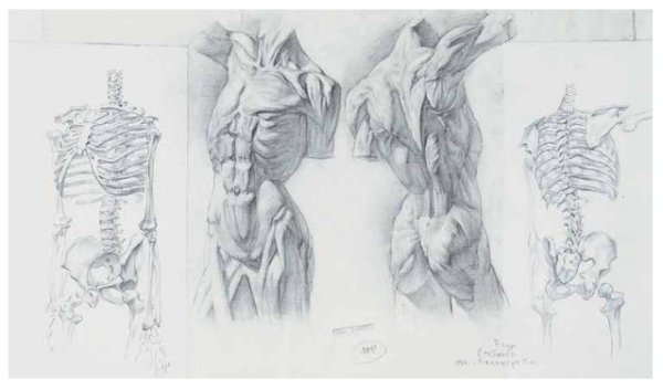 Бельведерский торс сангина