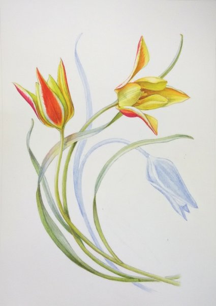 Рисовать тюльпан Шренка